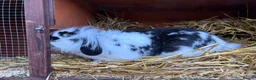Mini Lion Lop rabbits for sale: Lionhead lion male  - Advert 3
