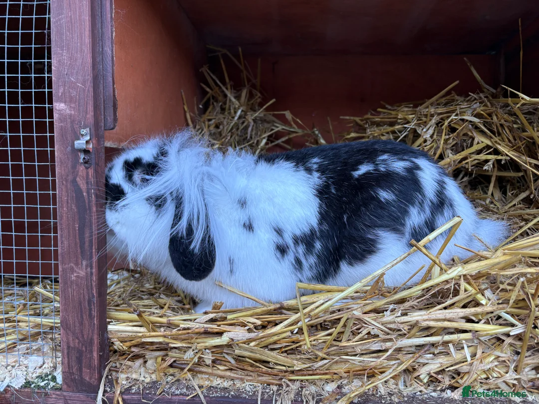Mini Lion Lop rabbits for sale: Lionhead lion male  - Advert 3