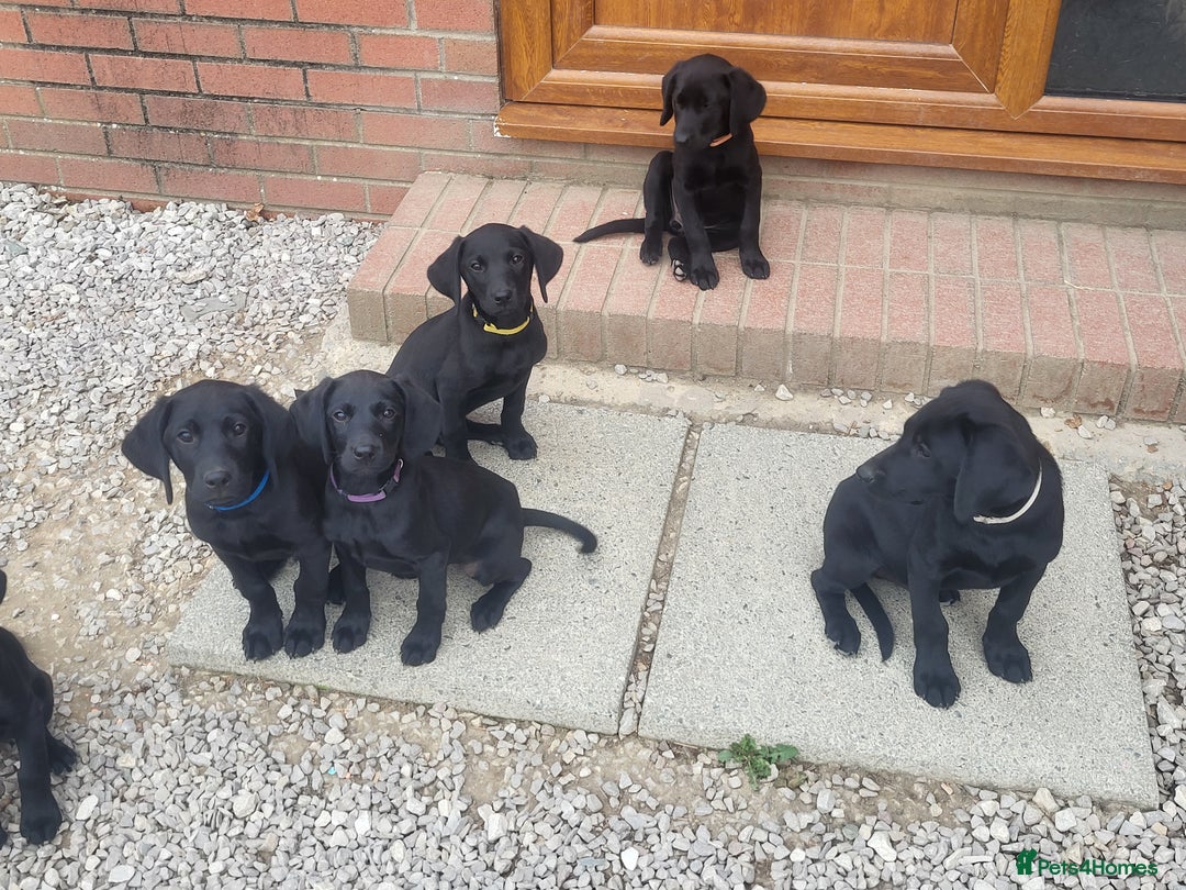 Labrador Retriever dogs for sale: Working labrador puppies  - Image 16