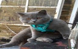 British Shorthair cats for sale: Beautiful British Shorthair 12 weeks - Image 12