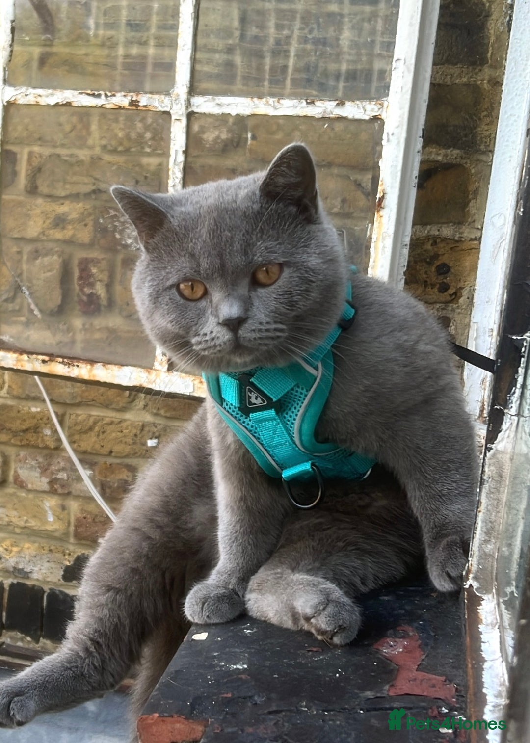 British Shorthair cats for sale: Beautiful British Shorthair 12 weeks - Image 12