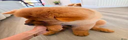 Chow Chow dogs for sale: Beautiful 17week old ChowChow puppy needs new home - Advert 6