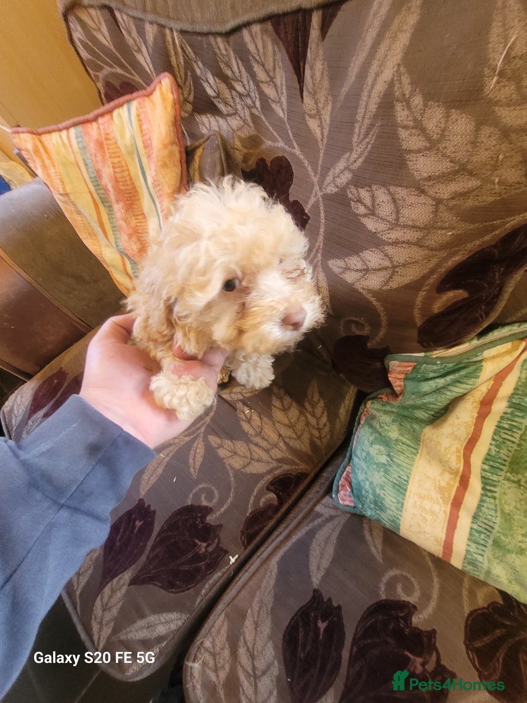 Miniature Poodle dogs for sale: Miniture poodle pups  - Image 3