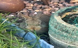 Mini Lop rabbits for sale: 5 beautiful mini lop x netherland dwarf babies - Image 3
