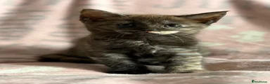 Smudge