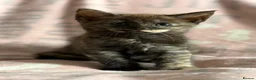 Maine Coon cats for sale: Maine Coon Cross Kittens - Advert 2