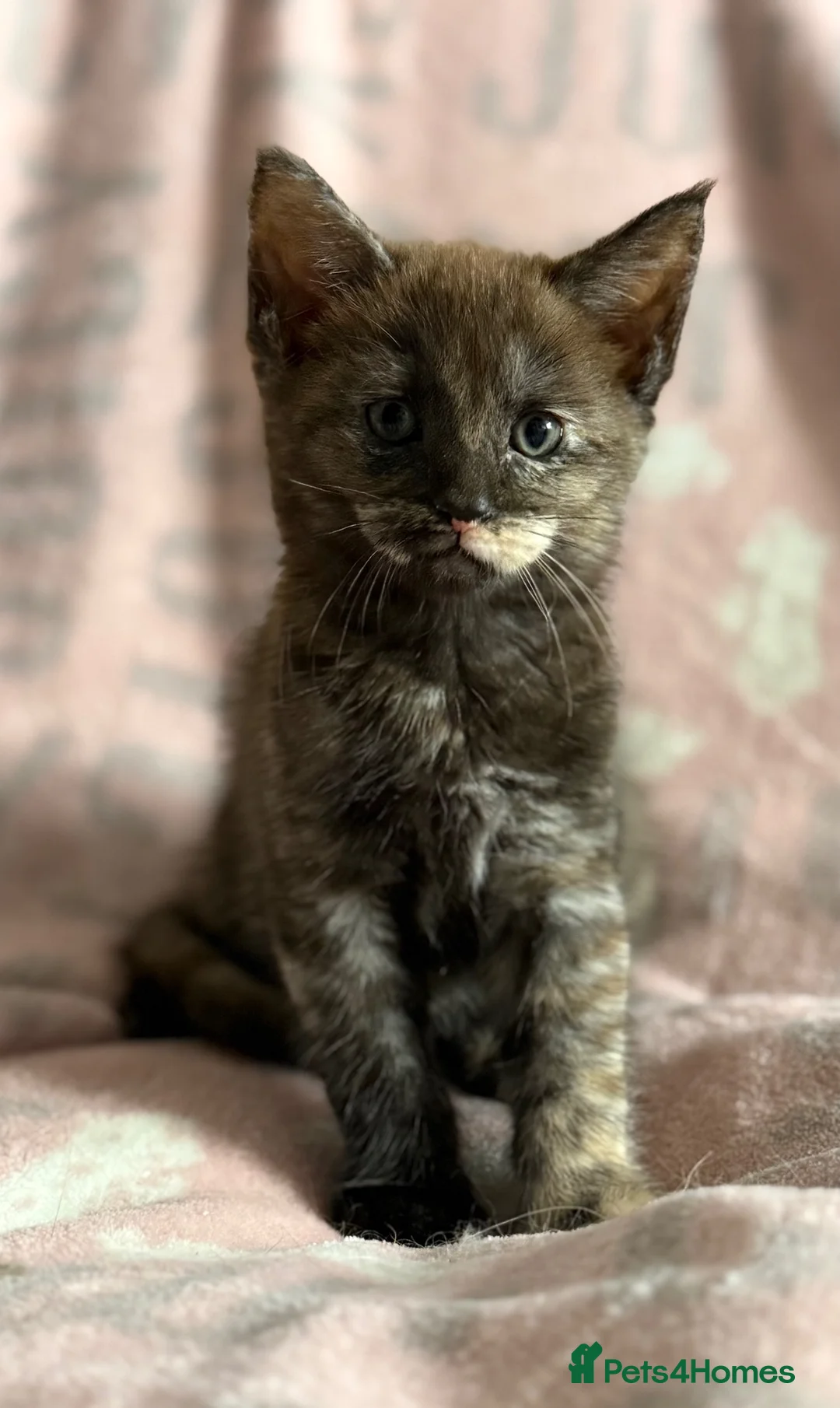 Maine Coon cats for sale: Maine Coon Cross Kittens - Advert 2