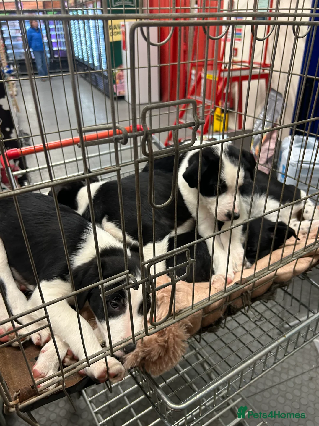 Border Collie dogs for sale: Working Border Collie puppies  - Advert 7