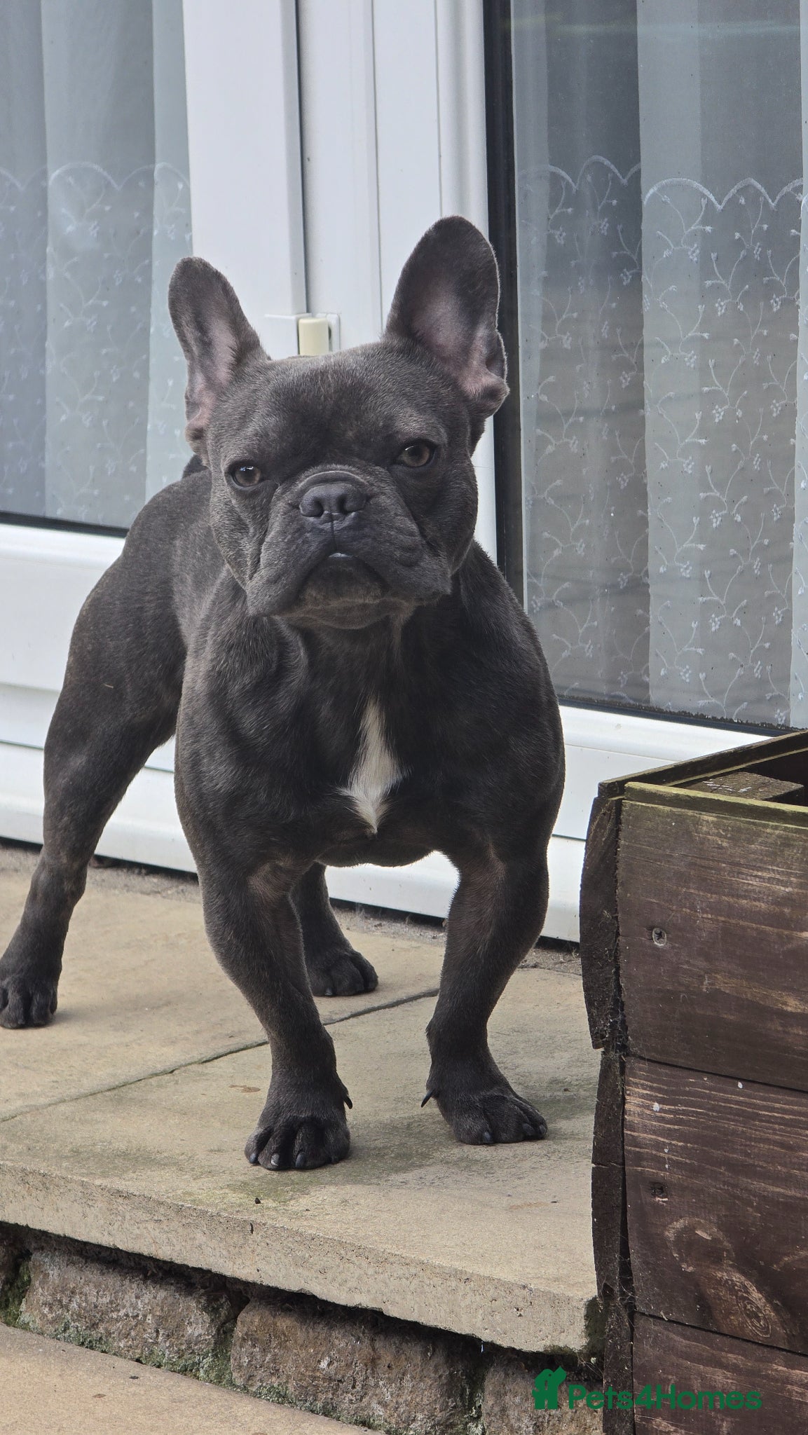 French Bulldog dogs for stud: French Bulldog for stud  - Advert 4