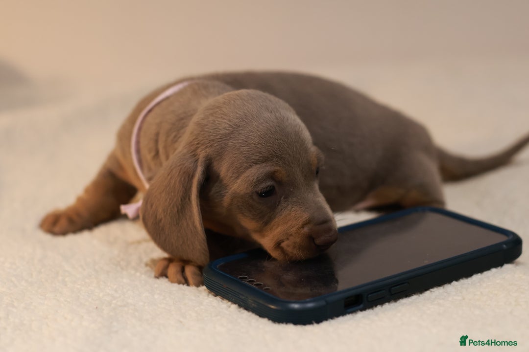 Miniature Dachshund dogs for sale: 5StarsLicensed+KC+PRAClear+VetChecked - Image 31
