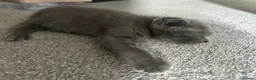Scottish Fold cats for sale: Scottish fold kittens  in Dewsbury - Advert 16