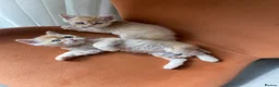 Persian cats for sale: Two beautiful Persian kittens  - Advert 15