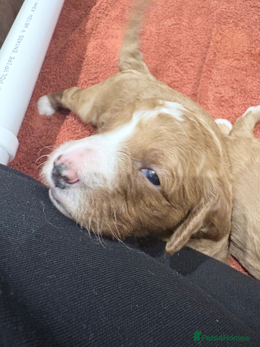 Cavapoo dogs for sale: Quality F1b Cavapoo Puppies. Raised in family home - Advert 17