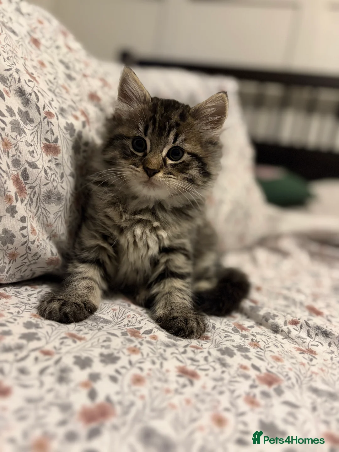 Mixed Breed cats for sale: Tabby kittens sale  - Advert 2