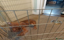 Mixed Breed dogs for sale: Staff cross  - Image 1