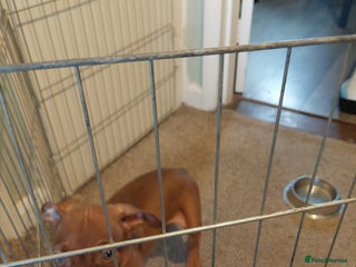 Mixed Breed dogs - Advert 7
