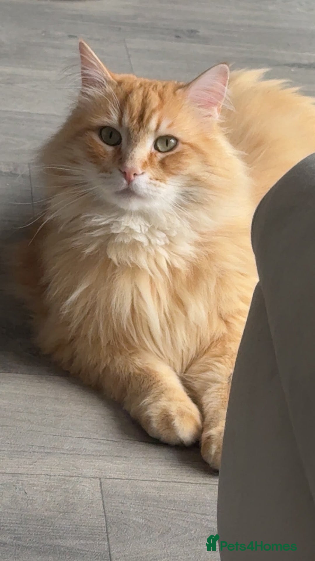 Siberian cats Siberian Male Cat  - Advert 3