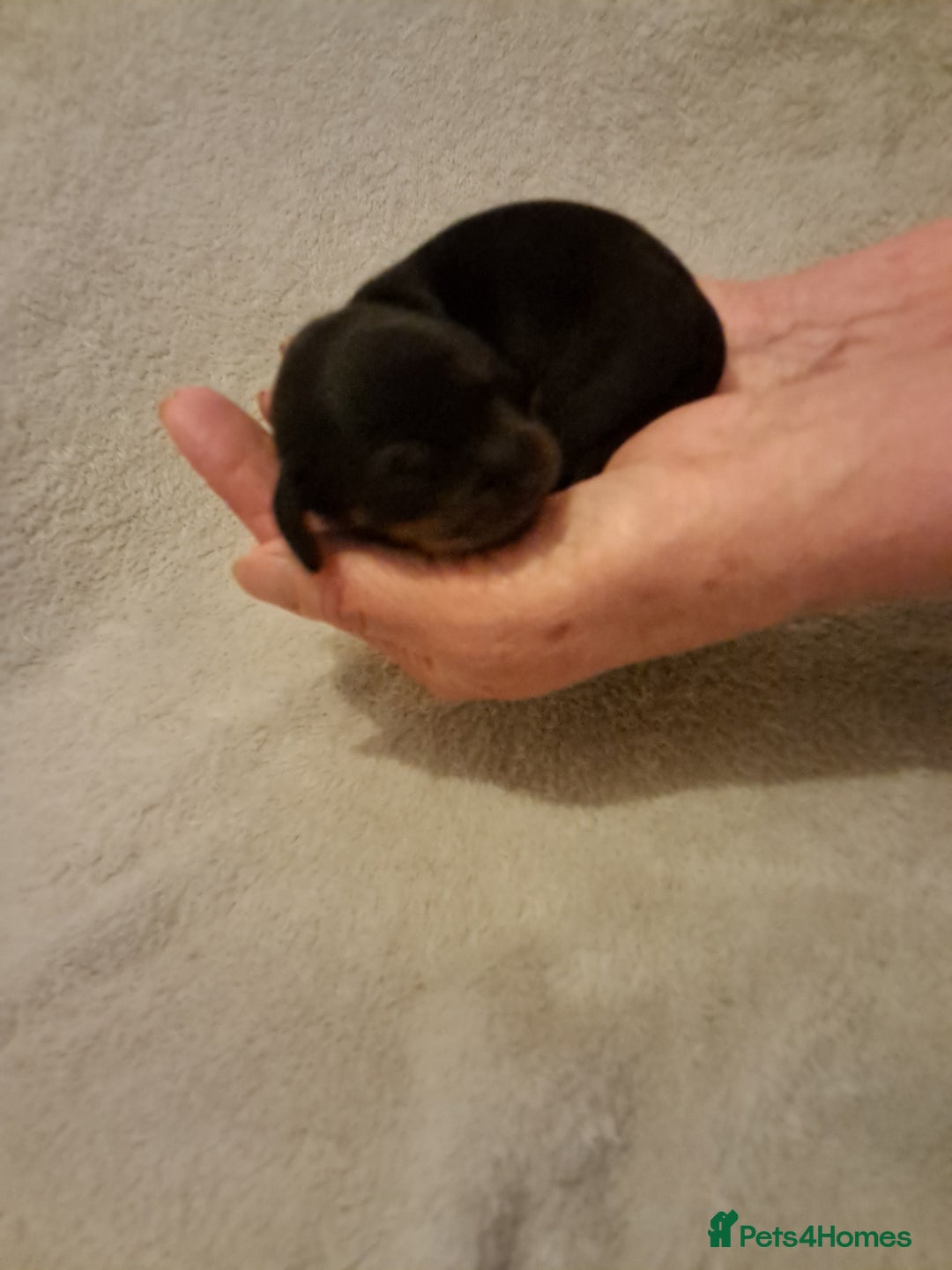 Miniature Dachshund dogs for sale: Beautiful Miniature Smooth Dachshund Puppies - Image 5