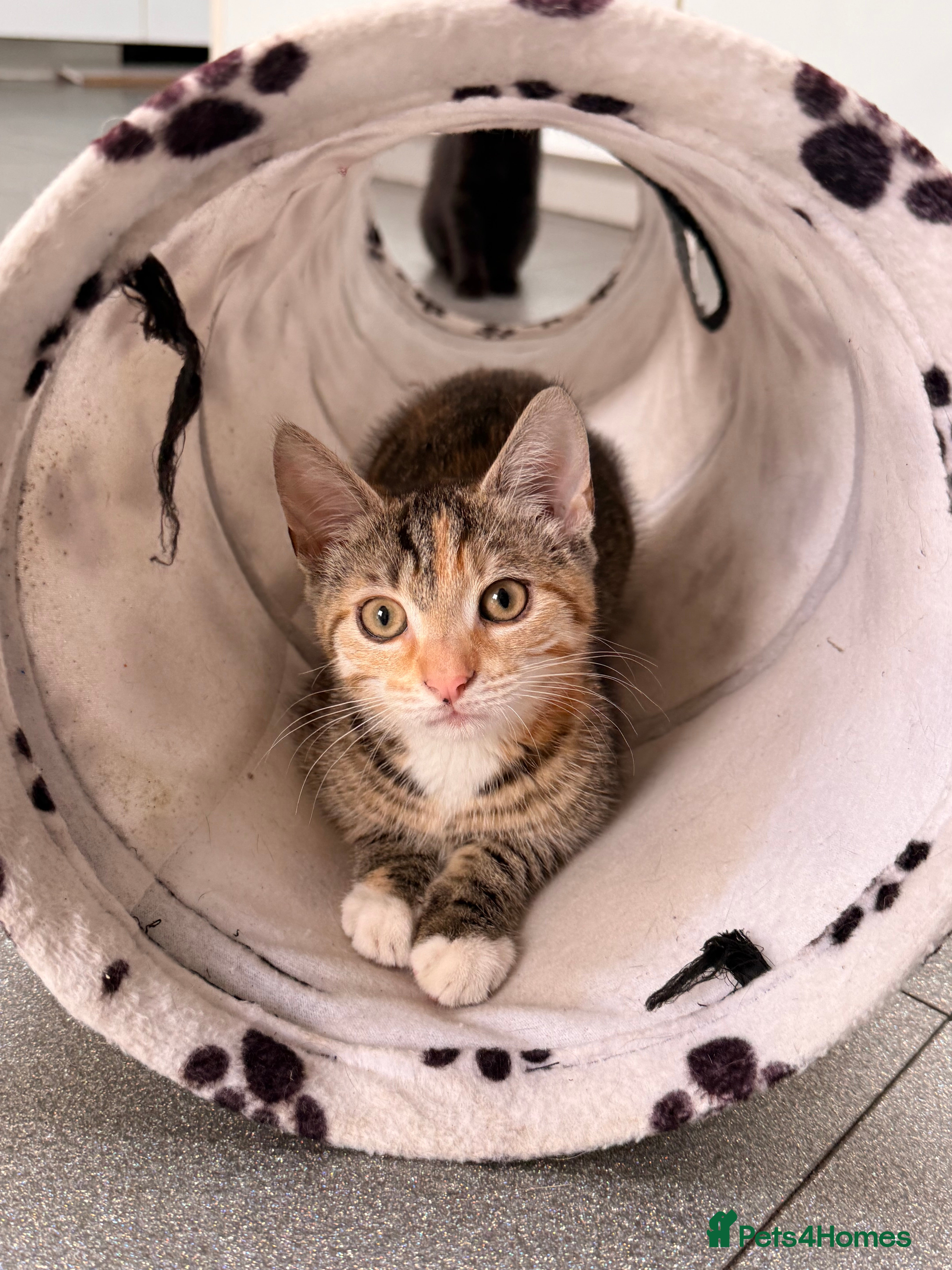 Mixed Breed cats 2 11 week old kittens - Advert 2