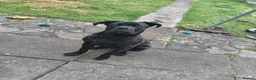 Cane Corso dogs for sale: Male cane Corso - Advert 6