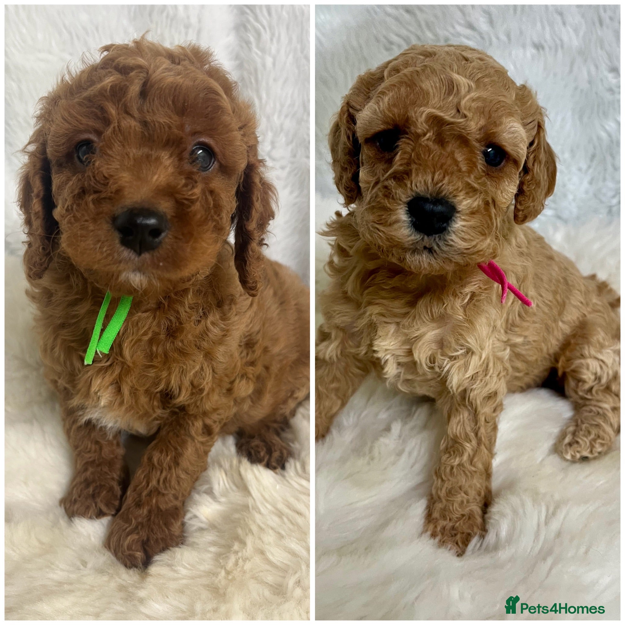 Cavapoo dogs Top quality, health tested F1b Cavapoo babies - Advert 6