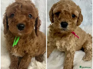 Cavapoo dogs Top quality, health tested F1b Cavapoo babies - Advert 6