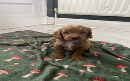 Cockapoo dogs for sale: Toy cockapoo pups - Image 3