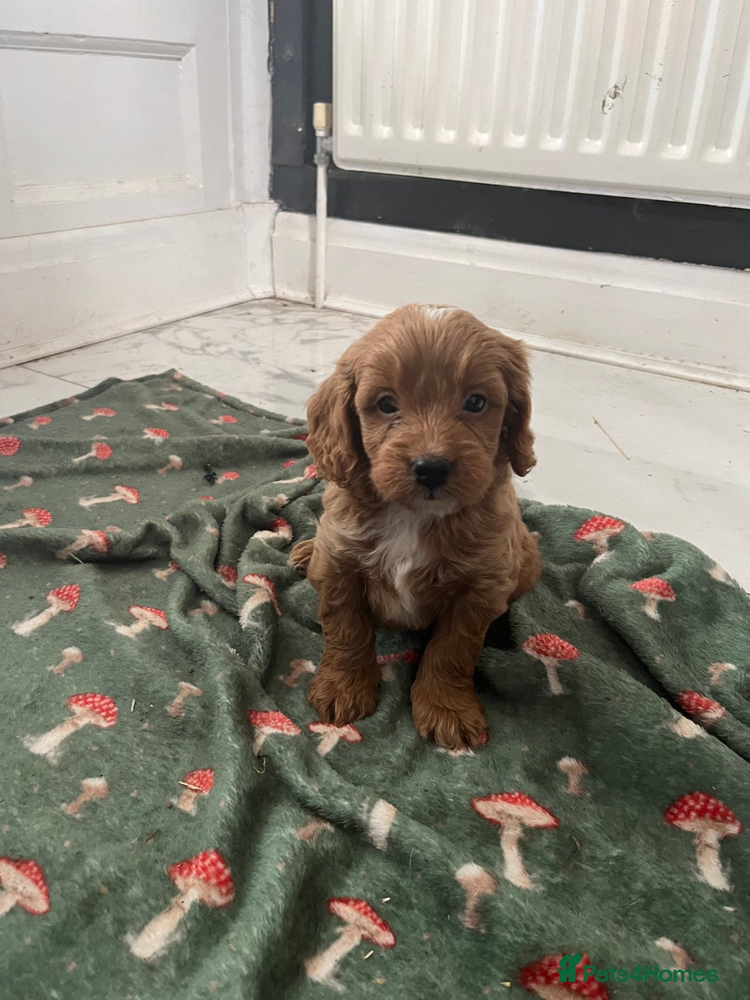 Cockapoo dogs for sale: Toy cockapoo pups - Image 3