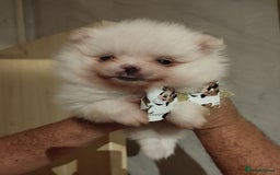 Pomeranian dogs for sale: 💝💝💝High-quality little boys💝💝💝 - Image 20