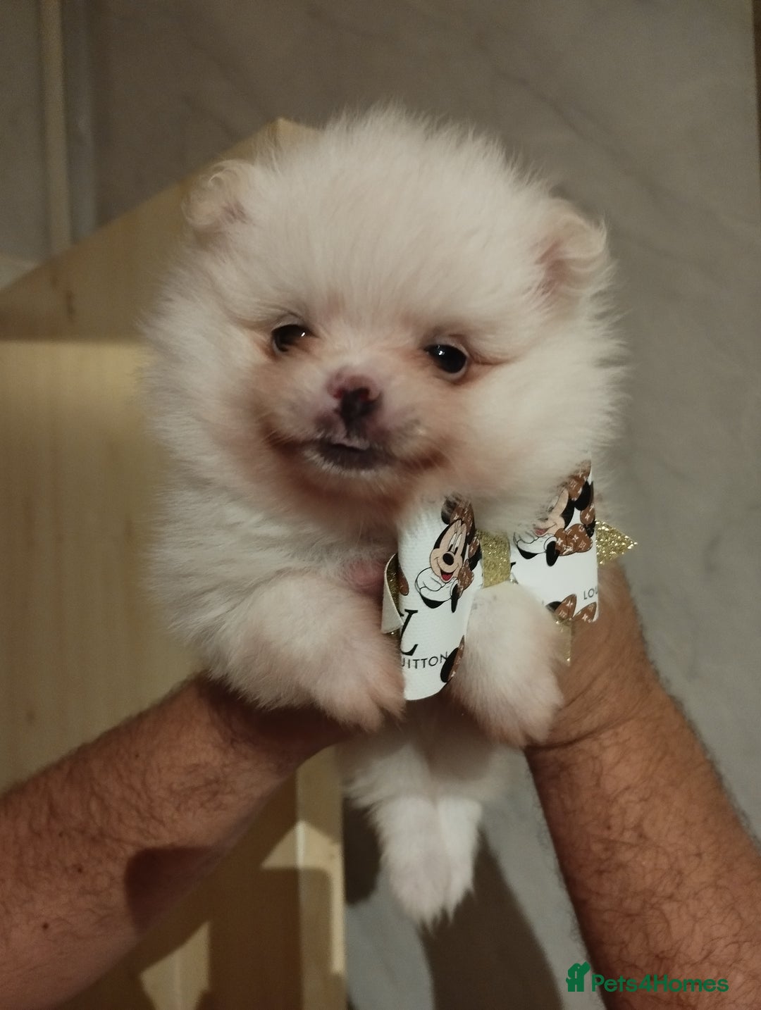 Pomeranian dogs for sale: 💝💝💝High-quality little boys💝💝💝 - Image 20