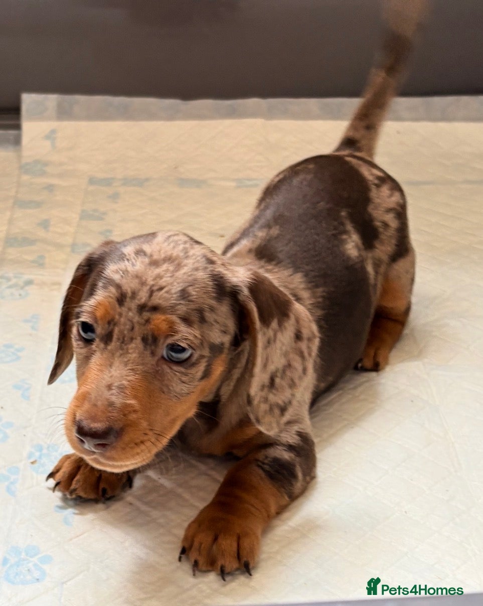 Miniature Dachshund dogs Outstanding miniature dapple dachshund puppies - Advert 1