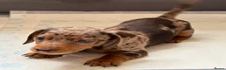 Miniature Dachshund dogs for sale: Outstanding miniature dapple dachshund puppies - Advert 1