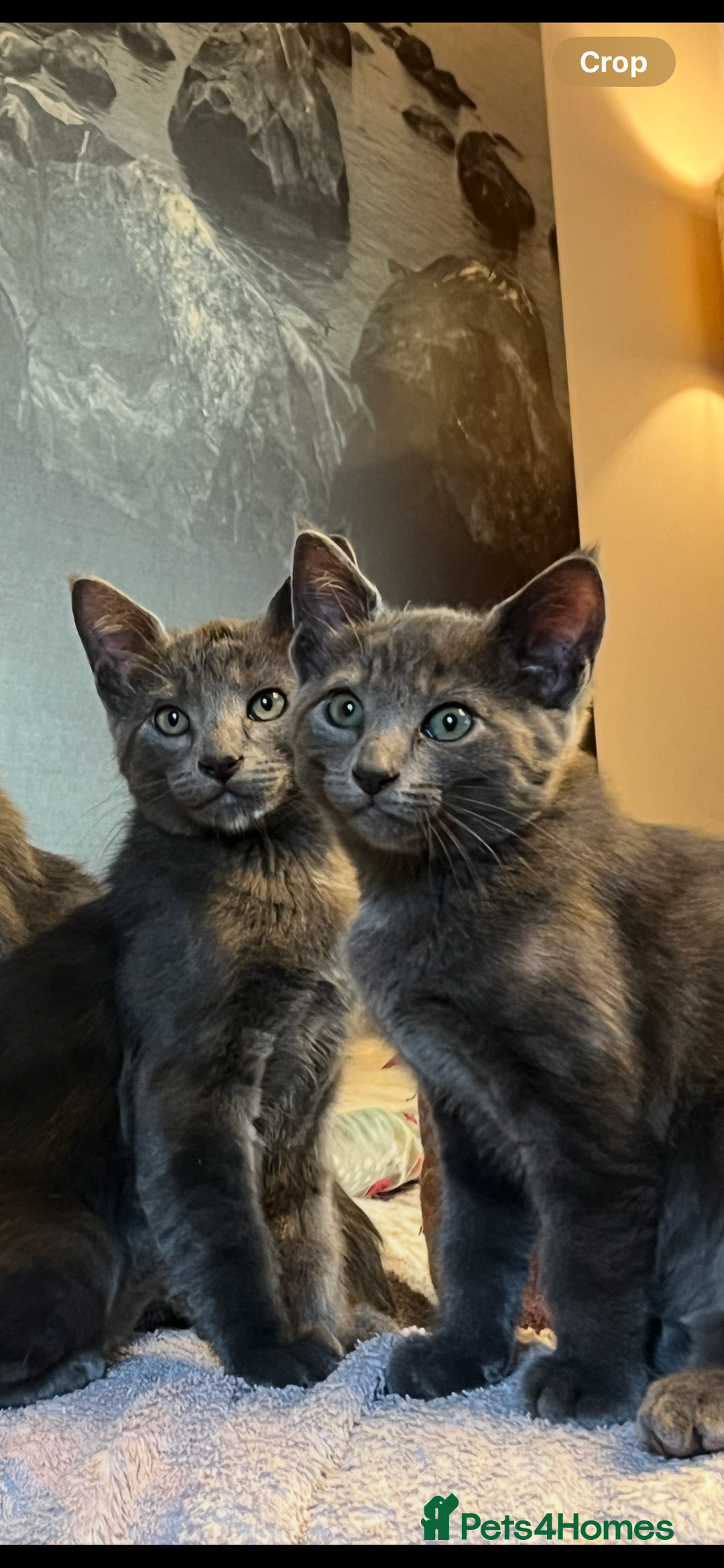 Oriental cats for sale: 5 STUNNING RAGAMESE KITTENS - Image 11