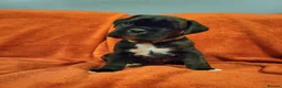 Boxer dogs for sale:  Beautiful Bobtail/ tailed boxer puppy - Advert 11