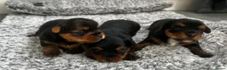 Yorkshire Terrier dogs for sale: Beautiful Yorkshire Terrier Puppies for Sale - Advert 12