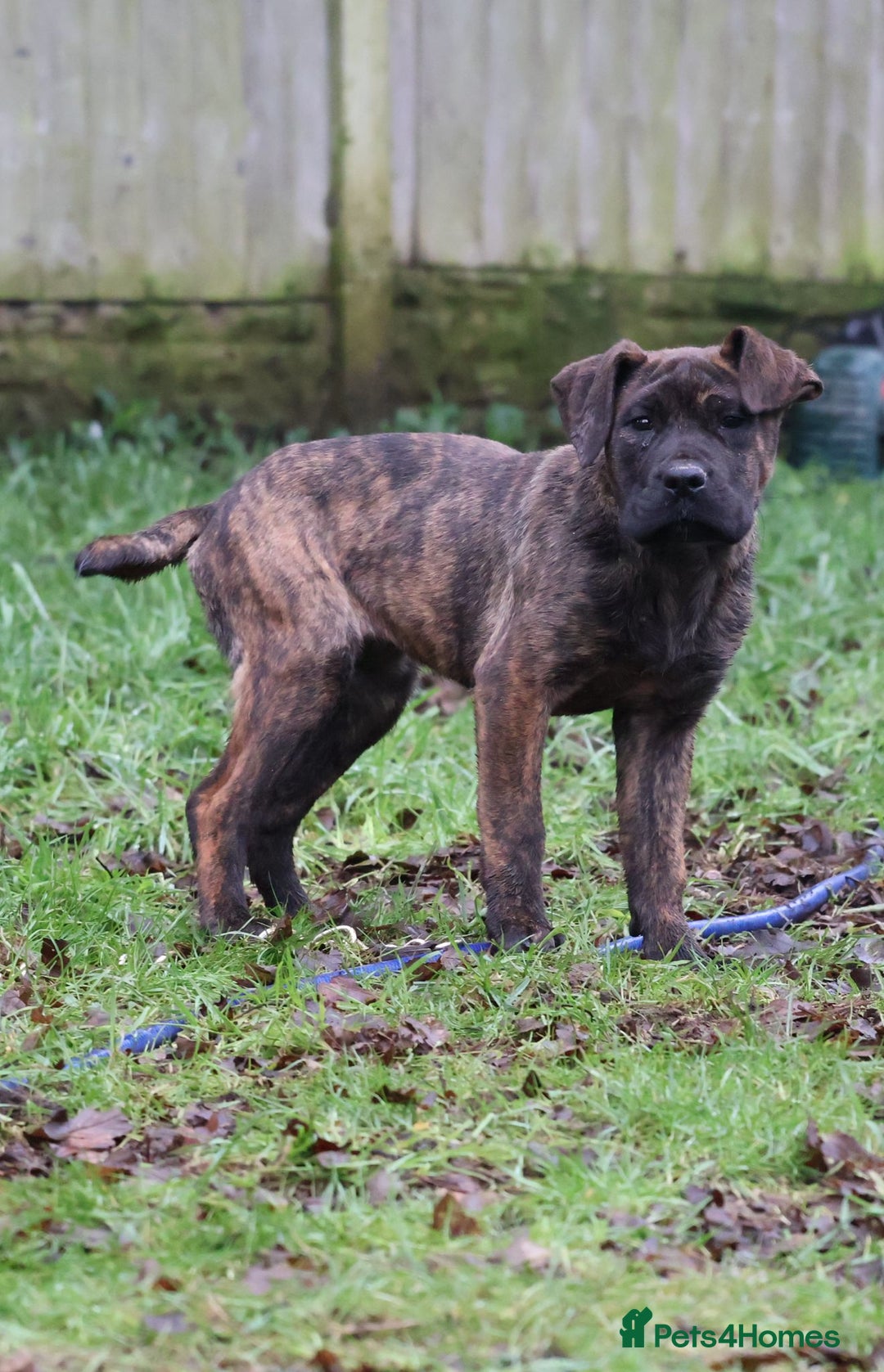 Presa Canario dogs for sale: Presa Canario Puppies (Recognised Breeder) - Advert 7