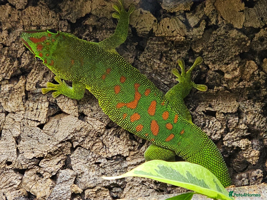 Gecko reptiles for sale: sub adult Giant Day Gecko - Image 5