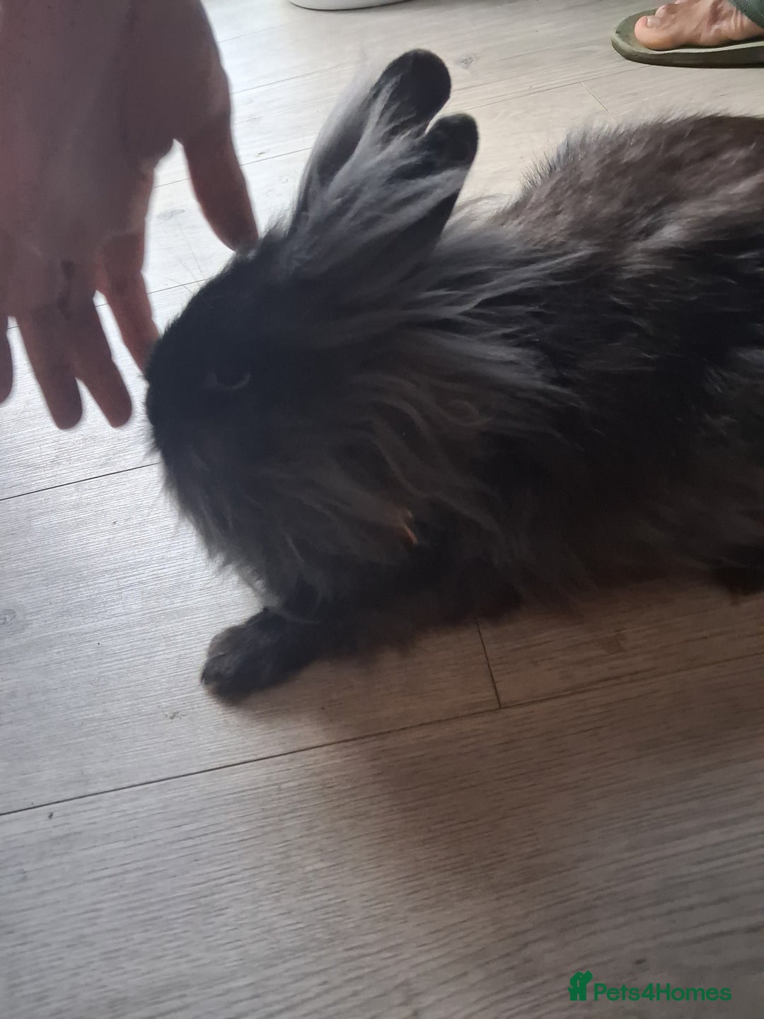 Lionhead rabbits for sale: Lionhead  - Advert 7