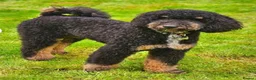 Saint Berdoodle dogs for sale: Miniature F1b Saint Bernadoodles  - Advert 7