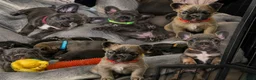 French Bulldog dogs for sale: NEW VIDEOS Gorgeous French Bull Dog Puppies - Advert 23