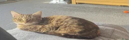 Mixed Breed cats for sale: Eris looking for home  - Advert 9