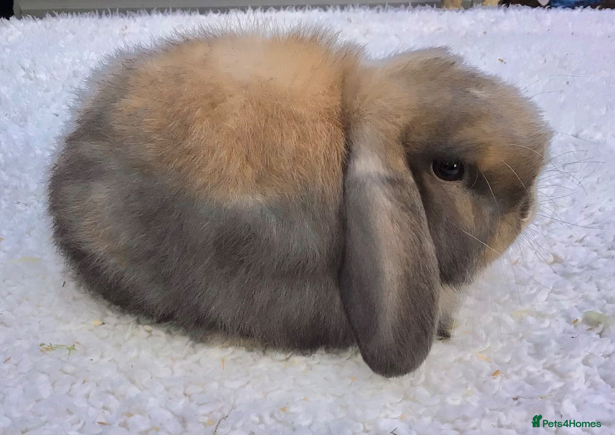 Mini Lop rabbits Mini lop buck - Advert 2