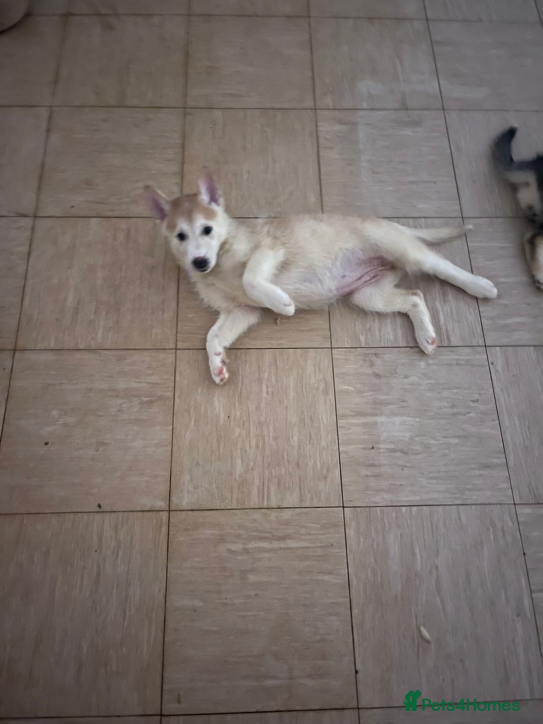 Shepsky dogs for sale: Fluffy puppies - Image 5