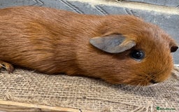 Guinea Pig rodents for sale: Young female guinea pig for sale - Image 2