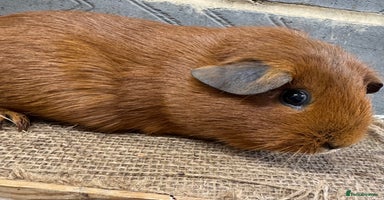 Guinea Pig rodents - Advert 12