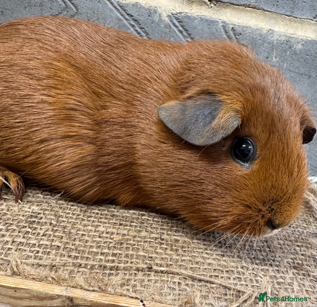 Guinea Pig rodents for sale: Young female guinea pig for sale - Image 2