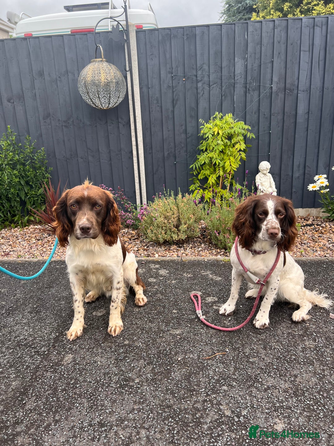 English Springer Spaniel dogs for sale: English Springer Spaniel Puppies - Advert 29