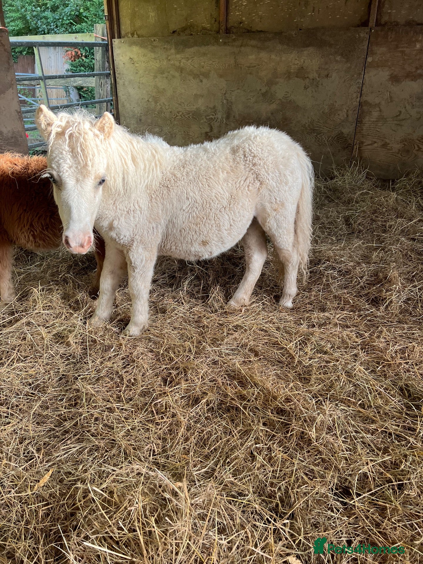 Shetland pony horses Shetland foals - Advert 10