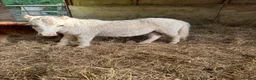 Shetland pony horses for sale: Shetland foals in Romsey - Advert 1