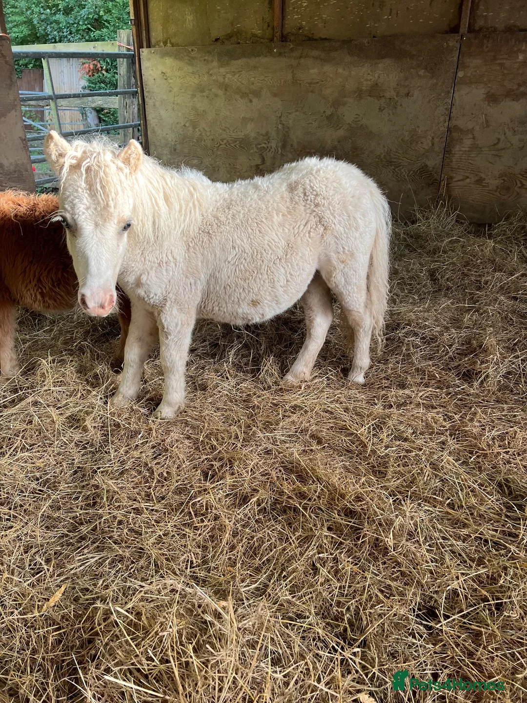 Shetland pony horses for sale: Shetland foals in Romsey - Advert 1